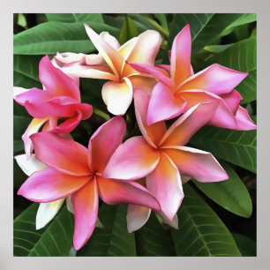 Póster Leyenda De Flor De Frangipani Pink Pálido