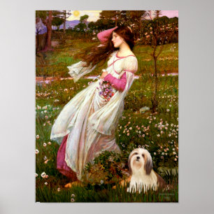 Póster Lhasa Apso 4 - Flores de viento