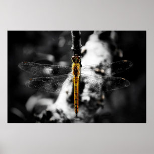 Póster Libellulidae Dragonfly