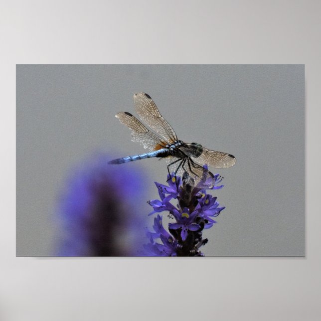 Póster Libélula (Frente)