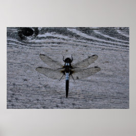 Póster Libélula azul