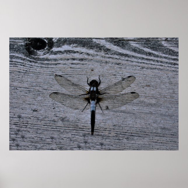 Póster Libélula azul (Frente)