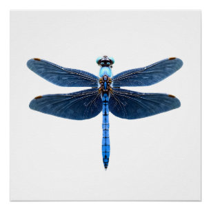 Póster Libélula Azul - Entomólogo Amante de la Fauna Inse