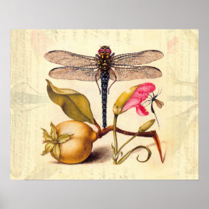 Póster Libélula Botánica Naturaleza Vida Silvestre