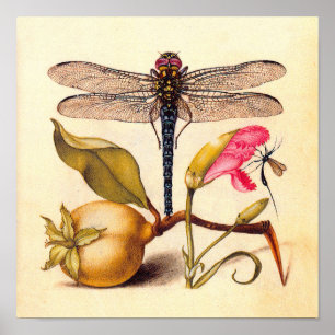 Póster Libélula Botánica Naturaleza Vida Silvestre