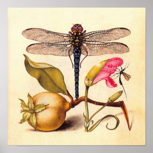 Póster Libélula Botánica Naturaleza Vida Silvestre (Frente)