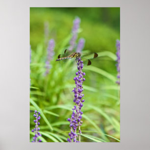 Póster Libélula en una flor