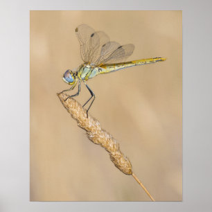 Póster Libélula Skimmer Insecto Hembra (CC BY 4.0)