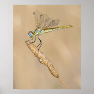 Póster Libélula Skimmer Insecto Hembra (CC BY 4.0)