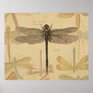 Póster Libélula Vintage Antiguo Clásico Naturaleza