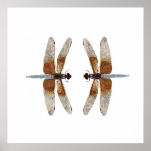 Póster Libélulas de la desnatadora de la viuda de la