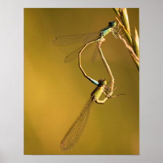 Póster Libélulas en apareamiento en Macro Naturaleza Luz