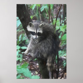 Póster Liberación de Raccoon