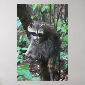 Póster Liberación de Raccoon