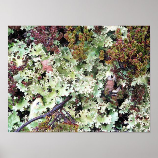 Póster Lichen, Bahía de Ainsworth, Tierra del Fuego, Chil (Frente)