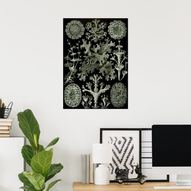 Póster Lichen by Ernst Haeckel, Vintage Nature Plants (Oficina en casa)