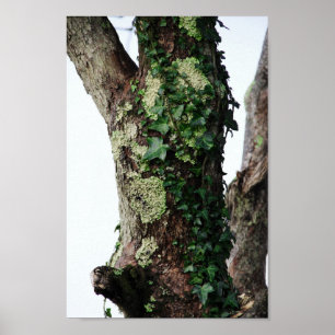Póster Lichen & Ivy
