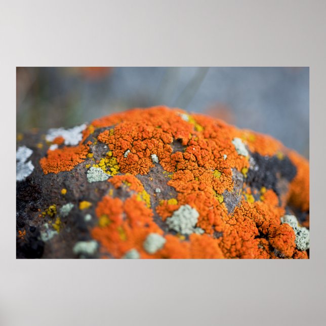 Póster Lichen naranja moss stone gris (Frente)