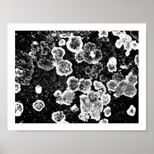 Póster Lichens