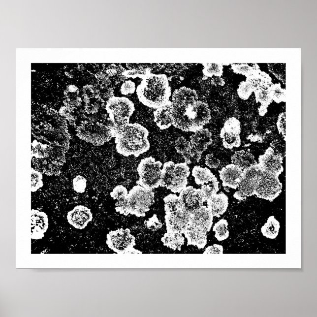 Póster Lichens (Frente)