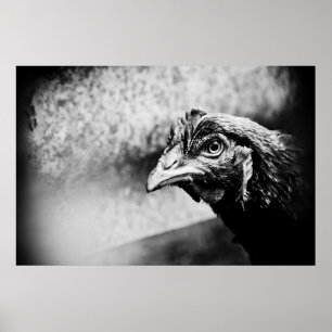 Póster licores y pollos