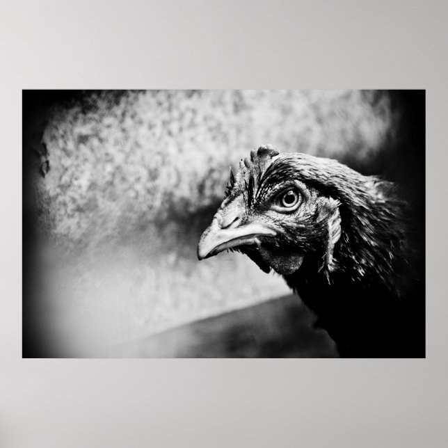 Póster licores y pollos (Frente)