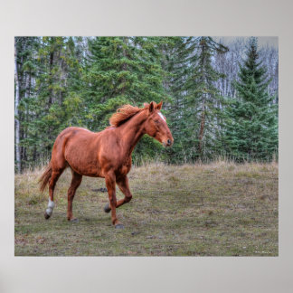 Póster Líder de Sorrel Mare Hombres Amantes de Equine Pho