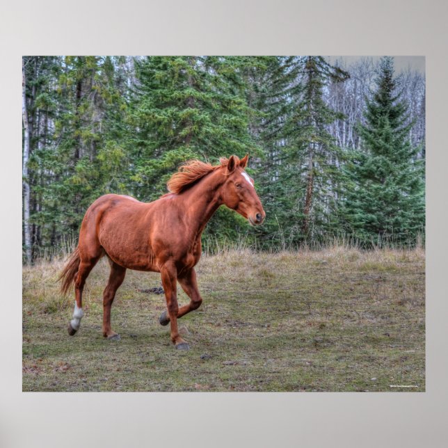 Póster Líder de Sorrel Mare Hombres Amantes de Equine Pho (Frente)