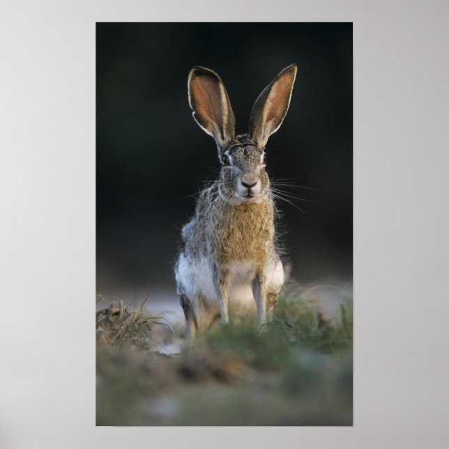 Póster Liebre de cola negra, Lepus californicus, 2 (Frente)