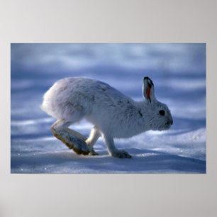 Póster Liebres de variación/conejo de raqueta que corre 