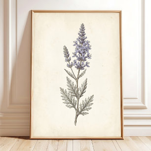 Póster Lienzo Botánico de Salvia Rusa Vintage