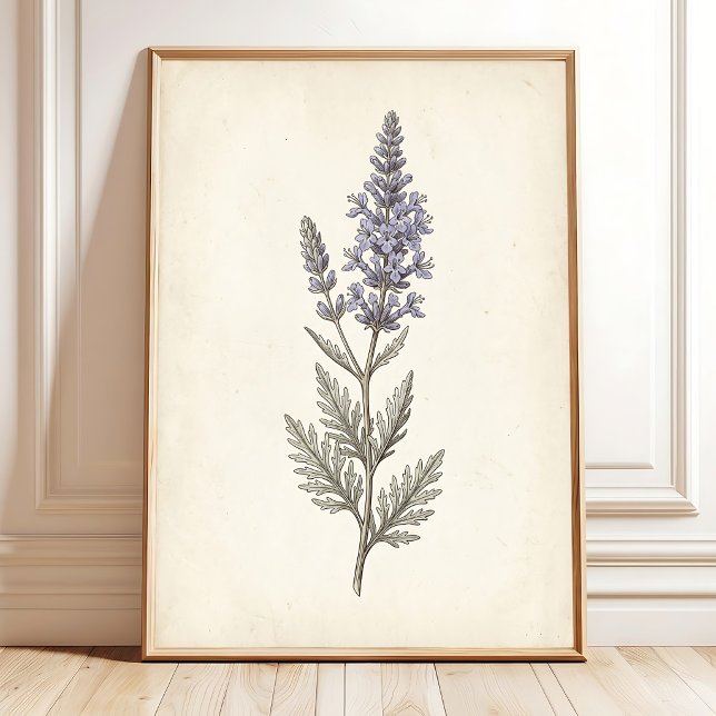 Póster Lienzo Botánico de Salvia Rusa Vintage (Subido por el creador)