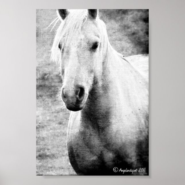 Póster Lienzo de imitación blanco y negro Palomino (Frente)