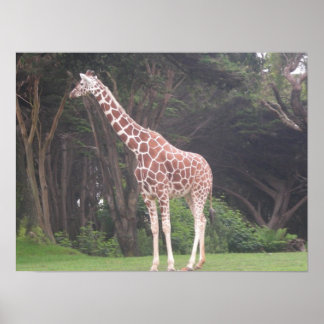 Póster lienzo giraffes 002