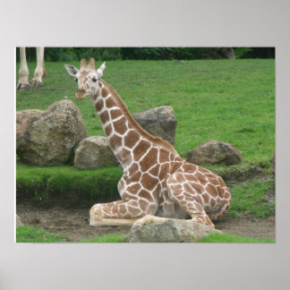 Póster lienzo giraffes 005
