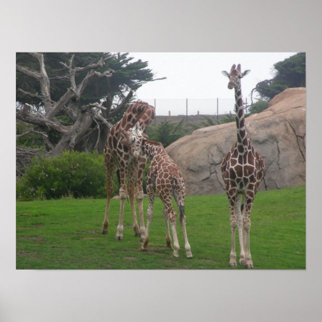 Póster lienzo giraffes 006 (Frente)