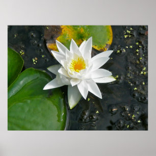 Póster Lienzo Imprimir Lirio de Agua Blanca