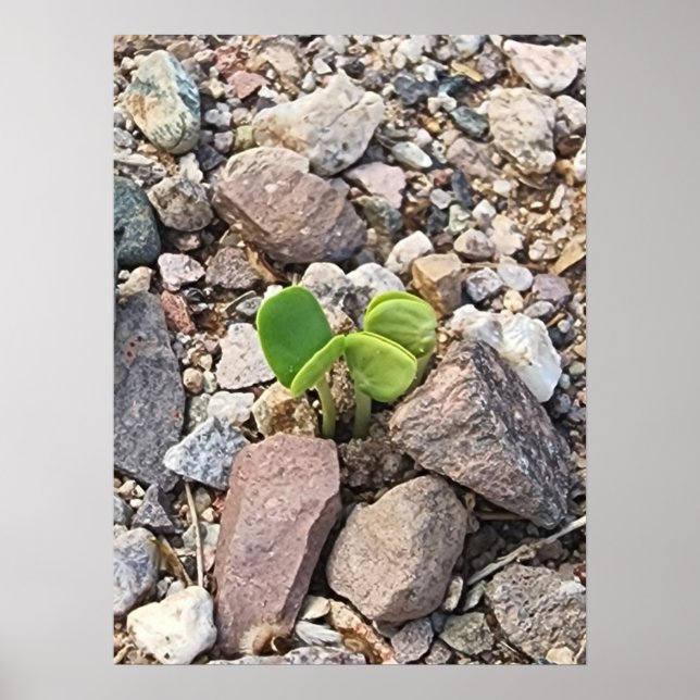 Póster Life in the Rocks Photo (Frente)