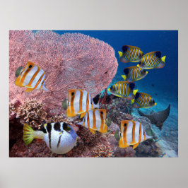 Póster Life on the Coral Reef – Pink Fan Coral and Fish