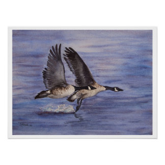Póster Lift Off - Canadiense Geese