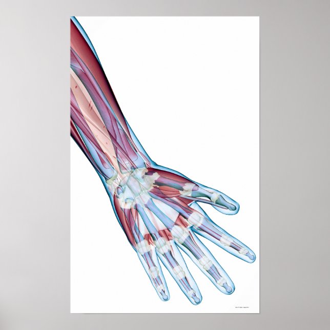 Póster Ligaments in the Hand (Frente)