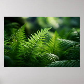 Póster Light and Ferns
