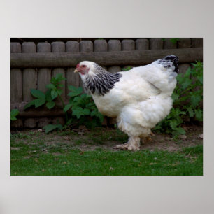Póster Light Brahma Hen