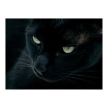 Like a black panther