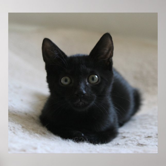 Póster Lil Black Kitten Poster (Frente)