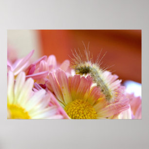 Póster Lil Caterpillar