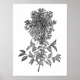 Póster Lila