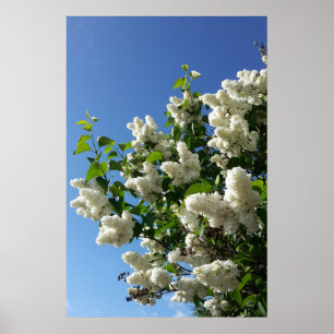 Póster Lila común, árbol de flor de lila blanca