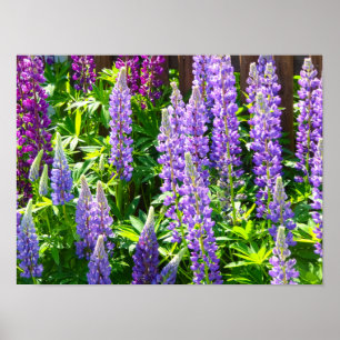 Póster Lila violett rosa rosa Lupinen Blumen polyphyllus