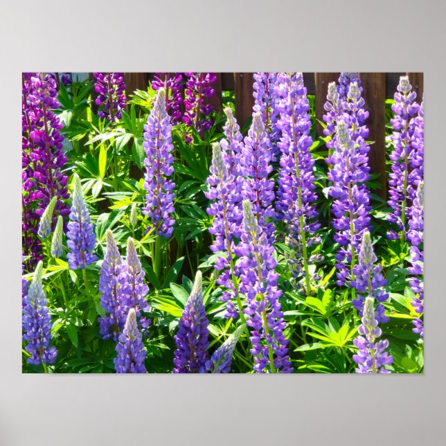Póster Lila violett rosa rosa Lupinen Blumen polyphyllus (Frente)